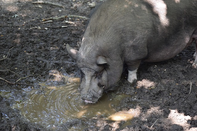厄德高和本 厄德高和本